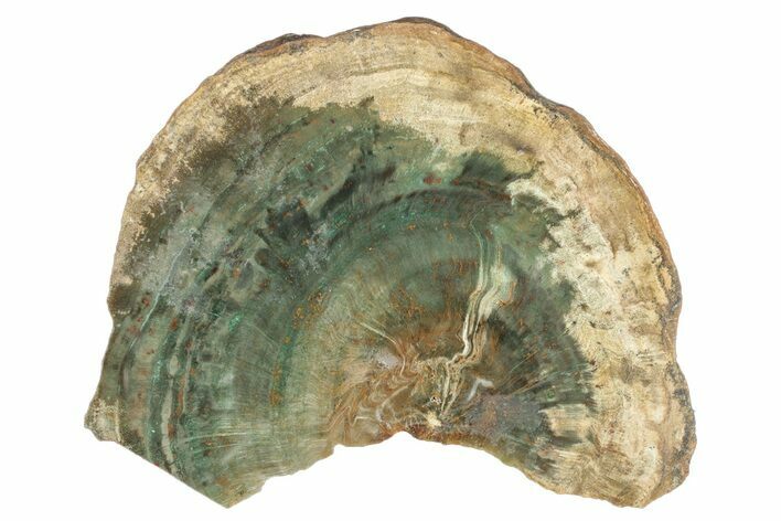 Triassic Petrified Wood (Woodworthia) Section - Zimbabwe #253117